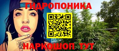 шишки Изобильный